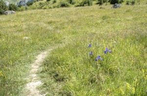 Wildflowers