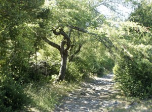 Trail in forest