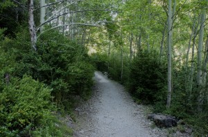 Trail