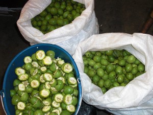 Harvested Walnuts