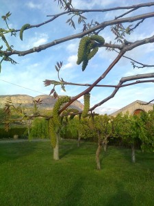 Walnut Trees Flower