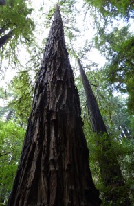 Redwood