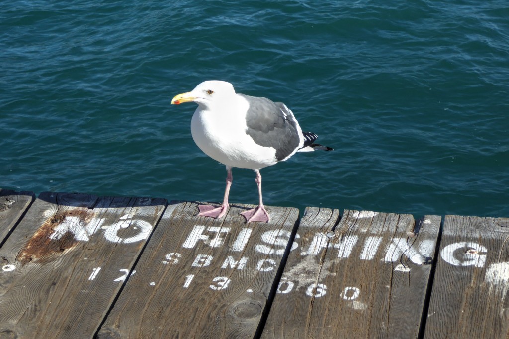 Prohibited from seeking his own food, this gull has been relegated to panhandling tourists. :)