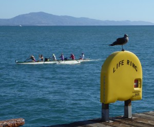 Outrigger Canoe and Seagull