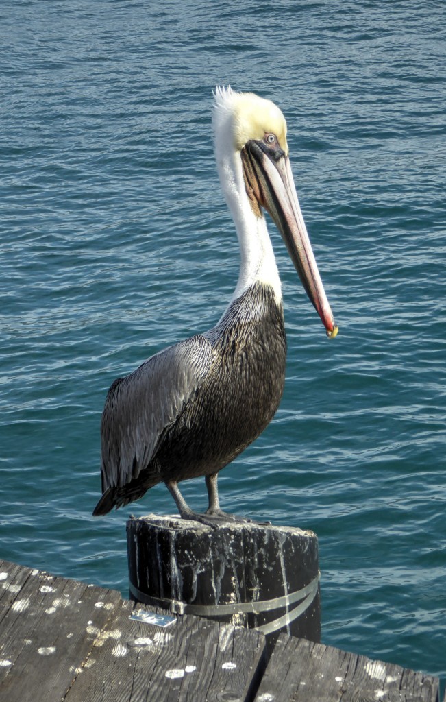 Pelican