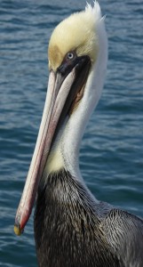 Pelican04