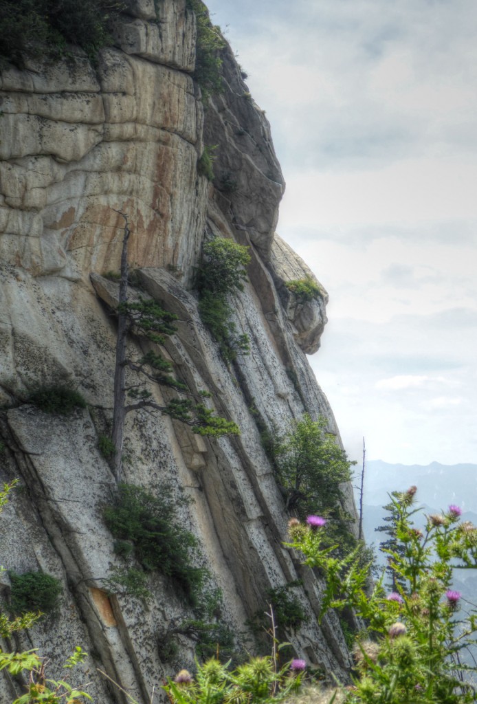 Mountain Tree Flower