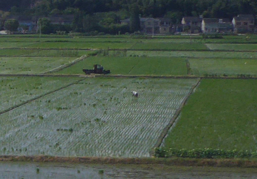 Rice paddy